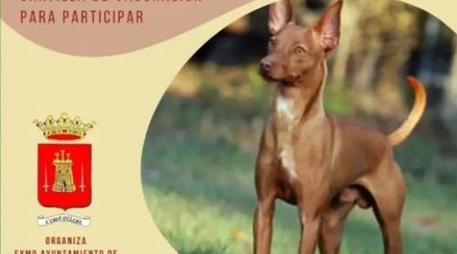 podenco